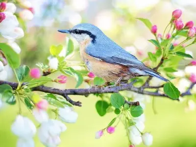 Pájaro de tonos azules en una rama de almendro en Agramunt, Lleida. Ornitología.